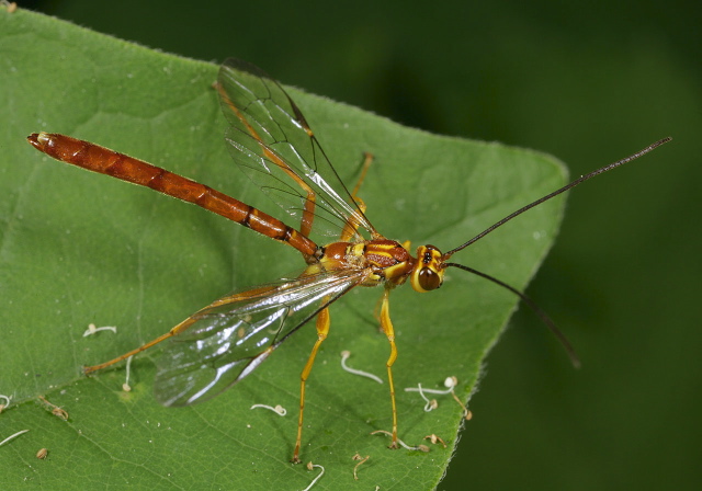 Megarhyssa macrurus Ichneumonidae